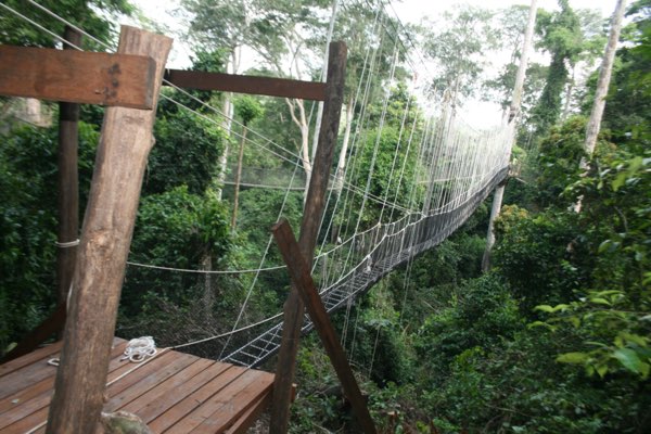 Kakum National Park canopy walkway above the rainforest